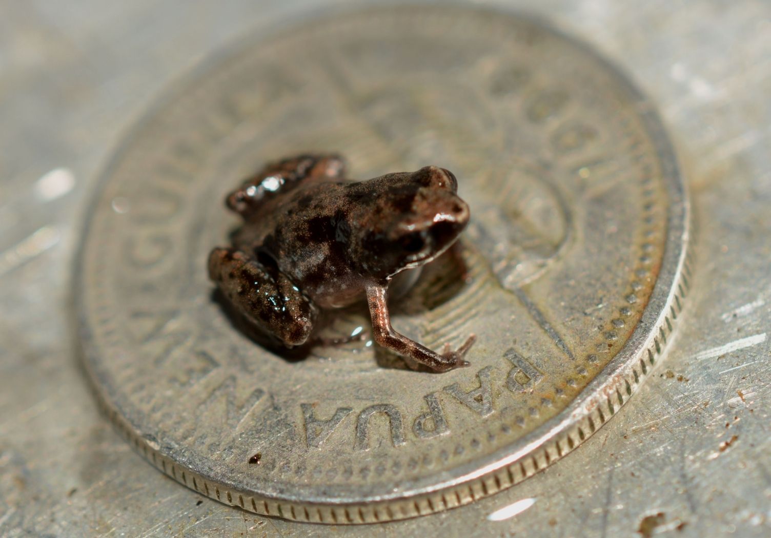https://www.coolearth.org/wp-content/uploads/2021/11/Frog-species-Paedophryne-Amauensis-is-pictured-sitting-on-a-Papua-New-Guinea-10-toea-coin.jpg