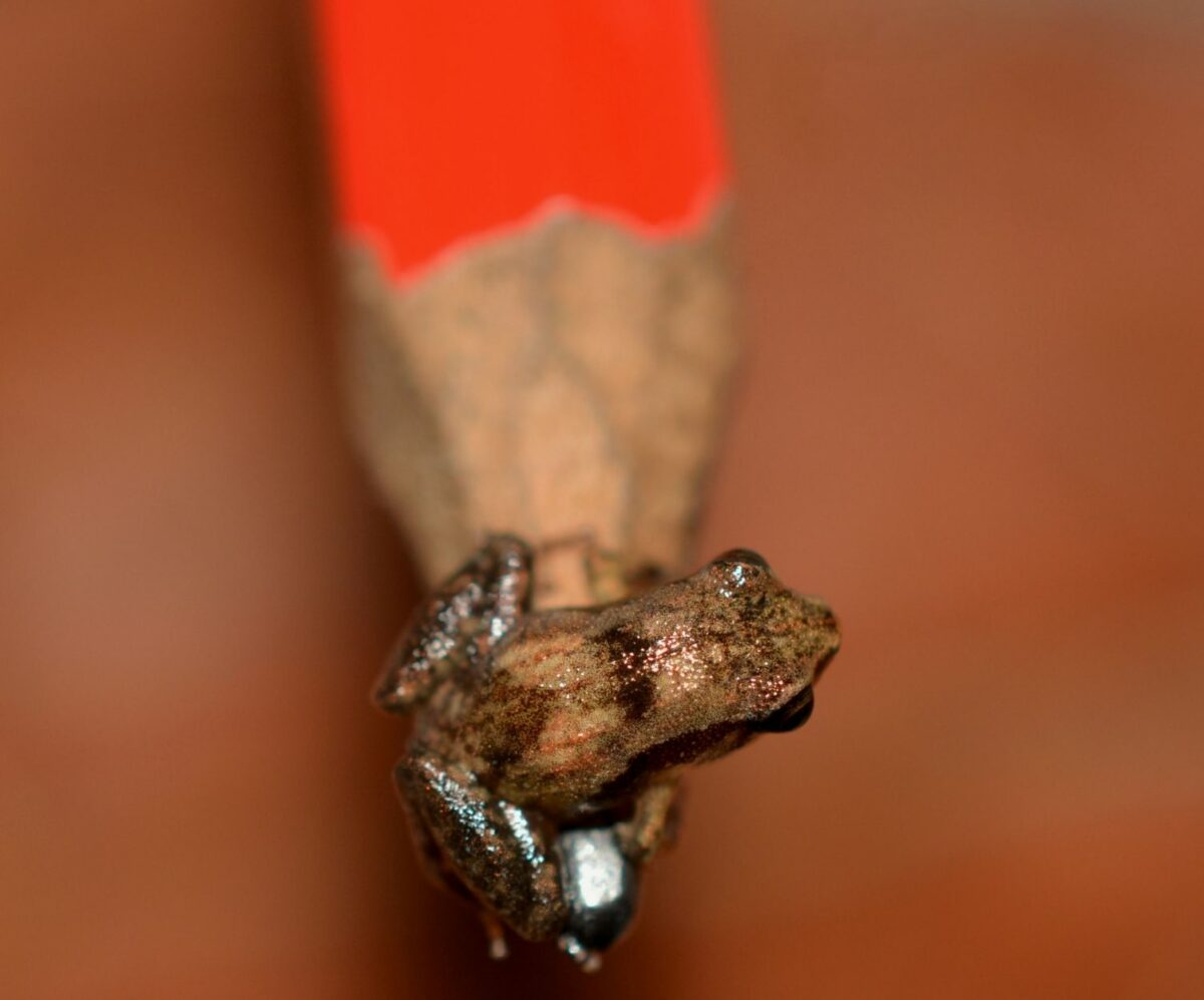 World's Smallest Frog Living in Papua New Guinea Rainforest - Cool