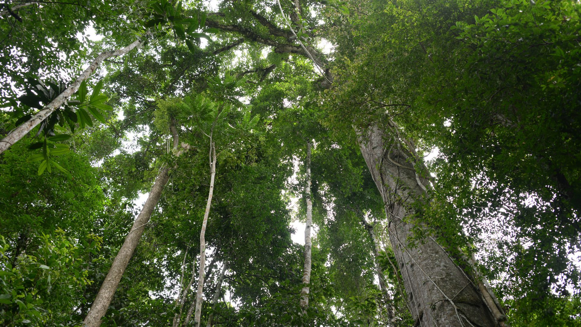 Looking up into the forest canopy, large tree trucks lead up to green leafy canopy with patches of sky breaking though