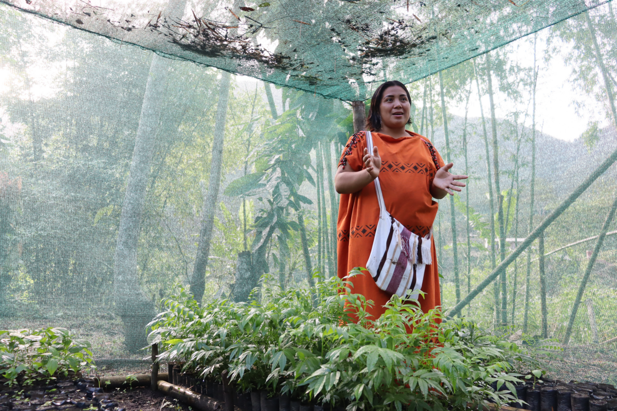 Elida, member of ONAMIAP and indigenous leader in their community nursery garden, where they recover ancestral plant species and the danger of extinction for reforestation