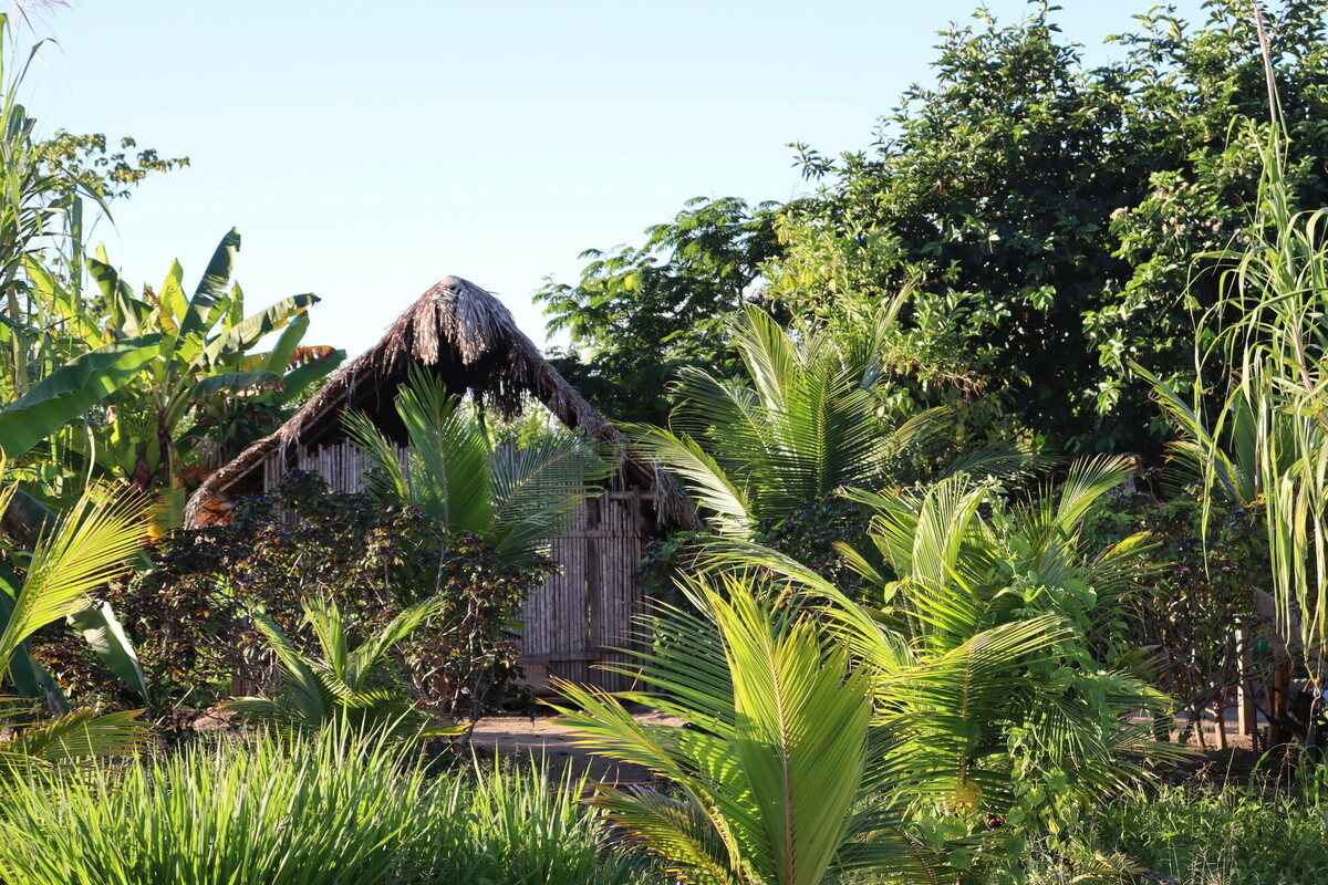 House in a rainforest clearing in Papua New Guinea.