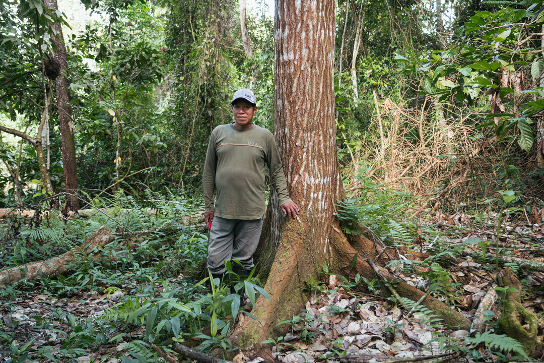 A leader in conversation among the Asháninka, Jaime is a close collaborator with Cool Earth, and his camera traps have captured everything from the rare spectacled bear to the elusive puma. Pictured here next to a tree he planted in his youth.