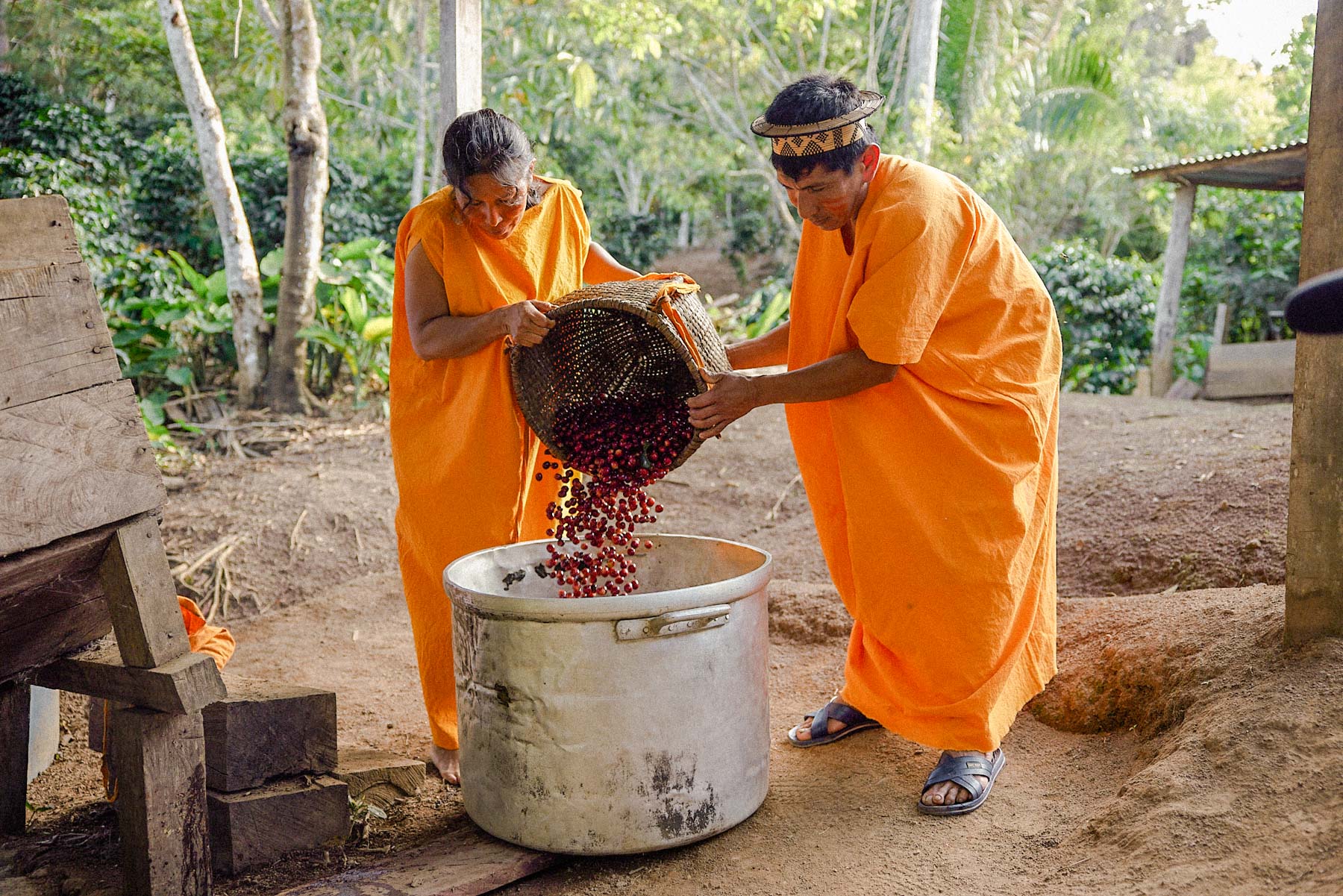 The Mayni community coffee production process. 