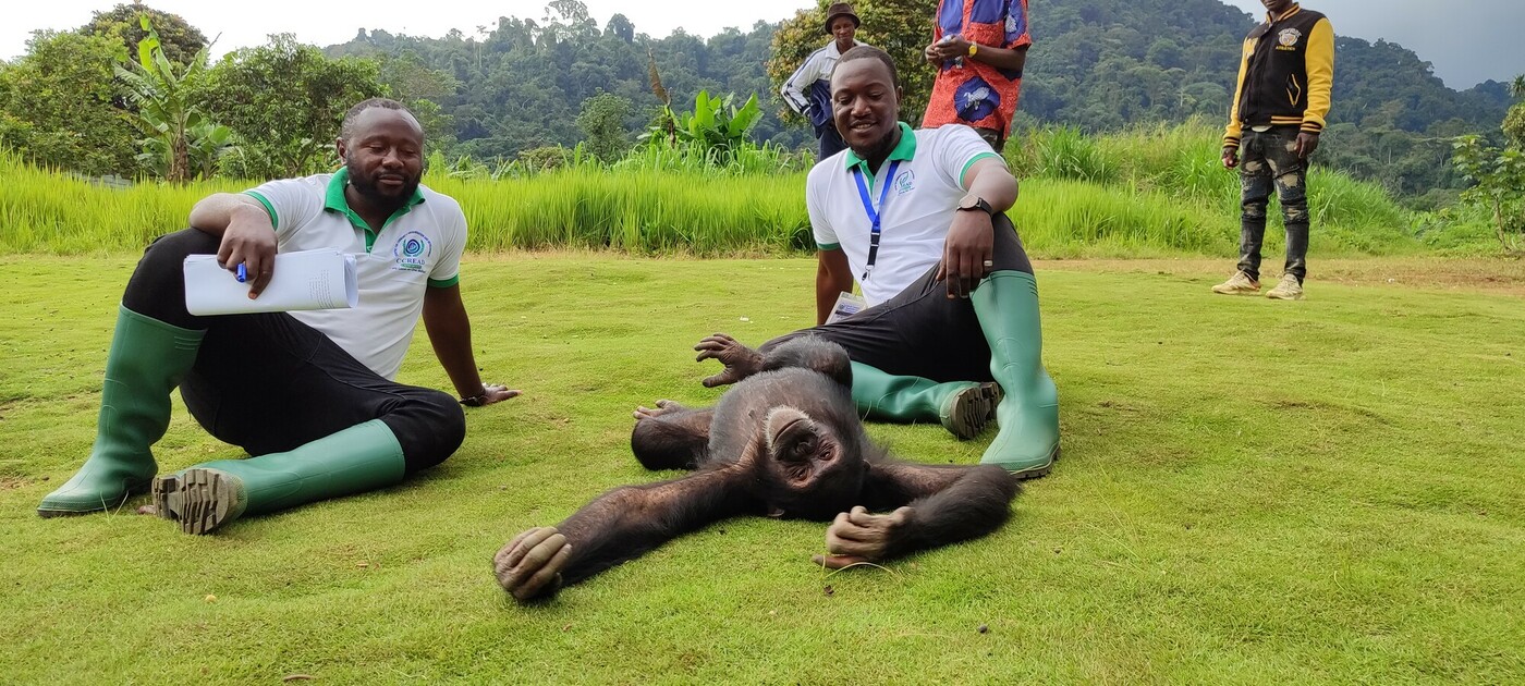 A young chimp in the Congo rainforest with rainforest protection officers.