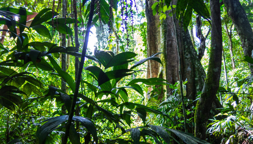 Trunk of a majestic ceiba. Amazon forest in the Madidi National Park, Bolivia