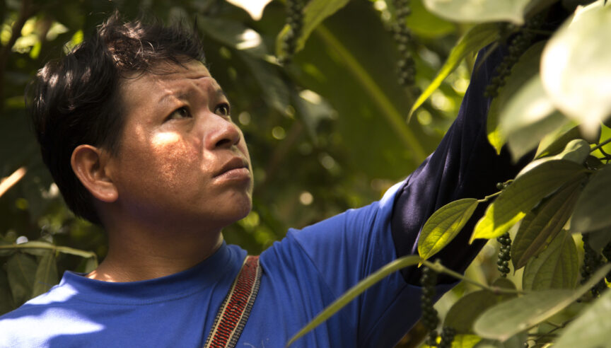 UCTs para la protección de la selva tropical