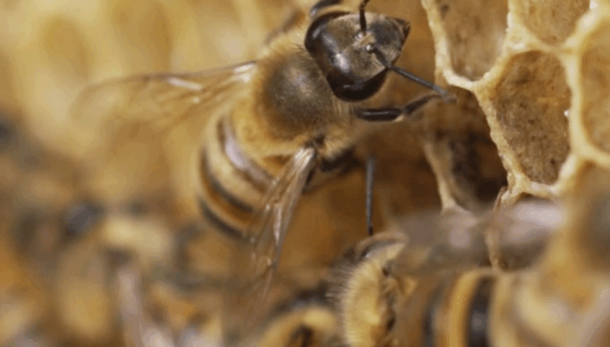 Biodiversity